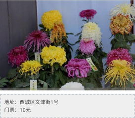 多头菊花已射，如何巧妙一剪