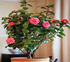 浇水不当是主因