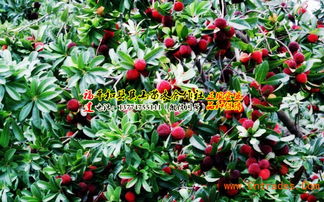 第一步：选苗与定植