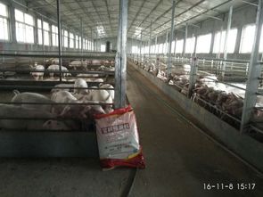 猪饲料成本高怎么办？这8种高营养牧草能替代50%精料，真的能省3万成本吗？