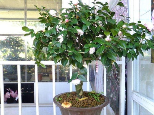 茶花冬季浇水小秘籍