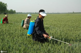 小麦干旱：新途径的防治之道