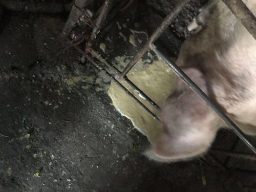 猪出现不吃食、吐黄水、趴地现象，需关注其健康问题