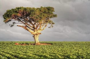 第三步：保持土壤松软