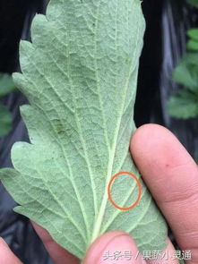 如何合理使用杀菌剂