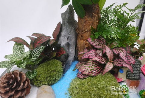 室内招财植物盘点，家居风水必备！