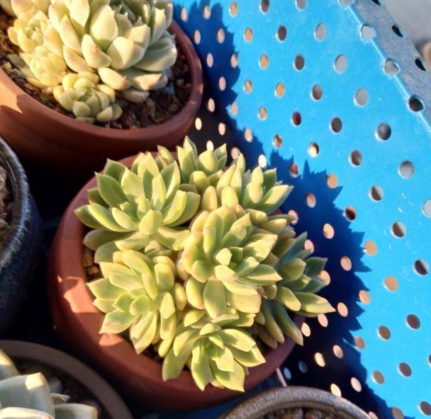 多肉营养土的配置小技巧