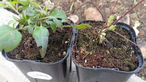 2. 剪口要靠近水