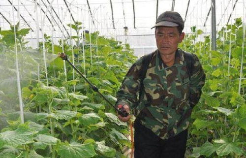 化肥与农家肥的对比