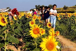 梅花：冷艳在寒风中
