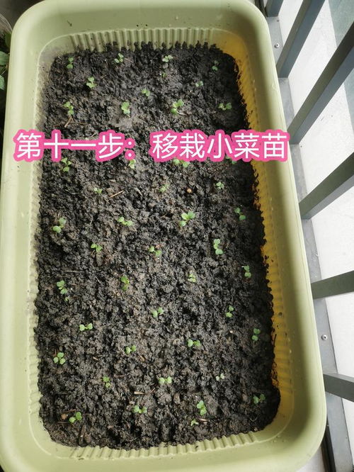 磷肥：种菜好帮手