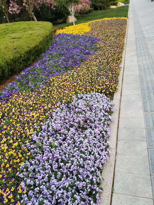 磷酸二氢钾，哪些花喜欢用