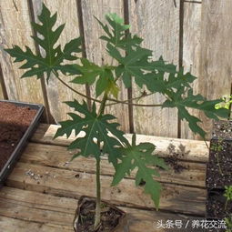 木瓜种子能否直接播种？适合播种木瓜种子吗