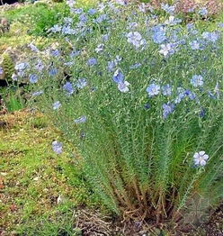胡麻和亚麻是同一种植物吗？它们之间有什么亲缘关系