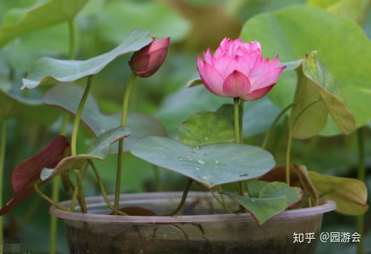 如何让一叶莲长出小叶？教你养护小叶的秘诀