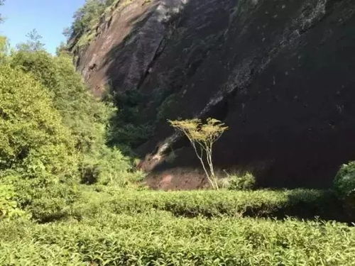 茶叶种植与农药：历史的传承与挑战