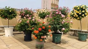 月季花肥的选择：花多多2号还是磷酸二氢钾？