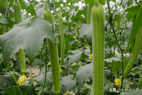 丝瓜架下的绿色宝藏