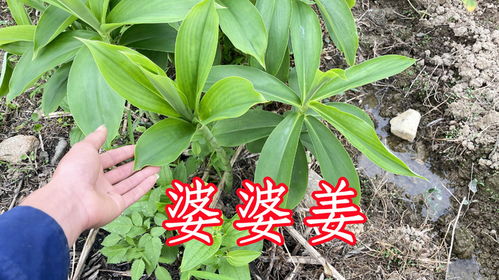 生姜芽前的除草大挑战