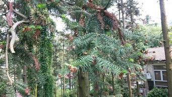 银衫树的“三剪法”养护