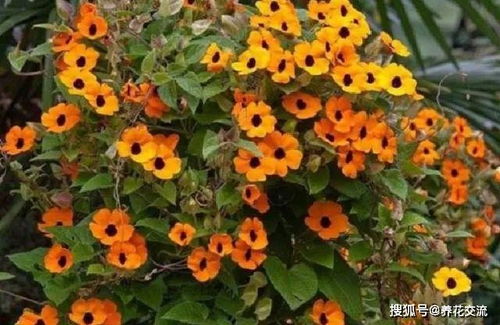 蚕豆， 蚕豆，好吃又营养