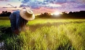 独家种植时间表， 跑遍8个主产区整理的硬核数据