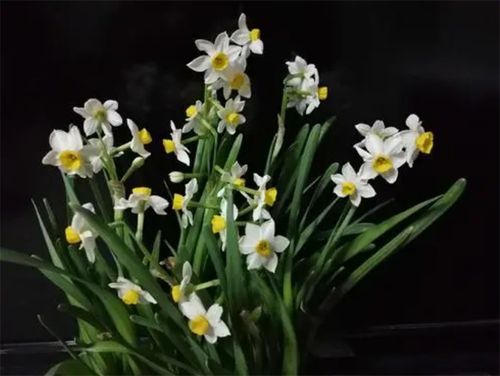 丁香花在多少摄氏度以下仍能耐寒生长
