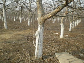 树干和树下涂白色的奥秘