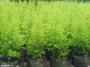 黄金宝树：金光闪闪的守护者