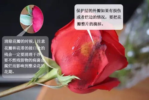 花瓣的“脸色”