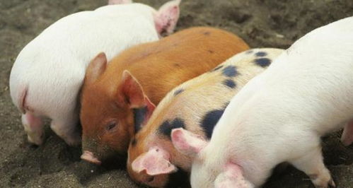 河南5月份生猪价格会上涨吗？全国毛猪行情如何影响河南猪价预测？