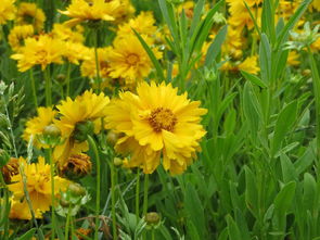 这种花叫啥呢？