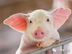 最近中国养猪网生猪价格持续下跌，这是否意味着养殖户的利润空间在缩小？