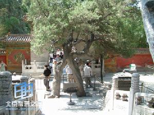 北京的绿色守护者：市树国槐与侧柏