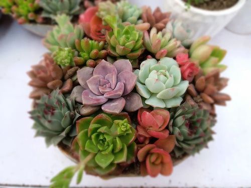 封闭阳台如何打造多肉花园？适合哪些多肉植物