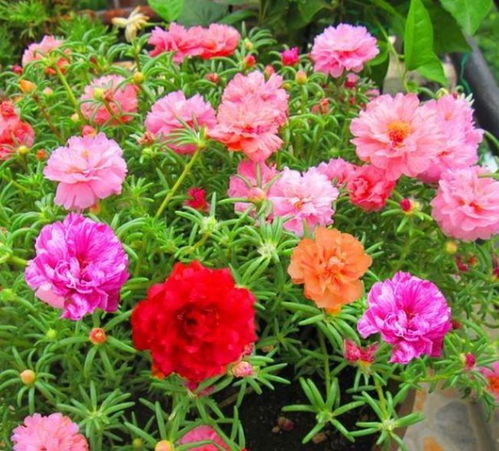 长江流域， 四季花开不是梦