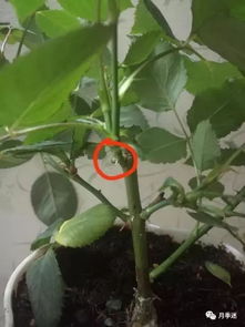 月季强剪后的泪，是绝望还是希望？