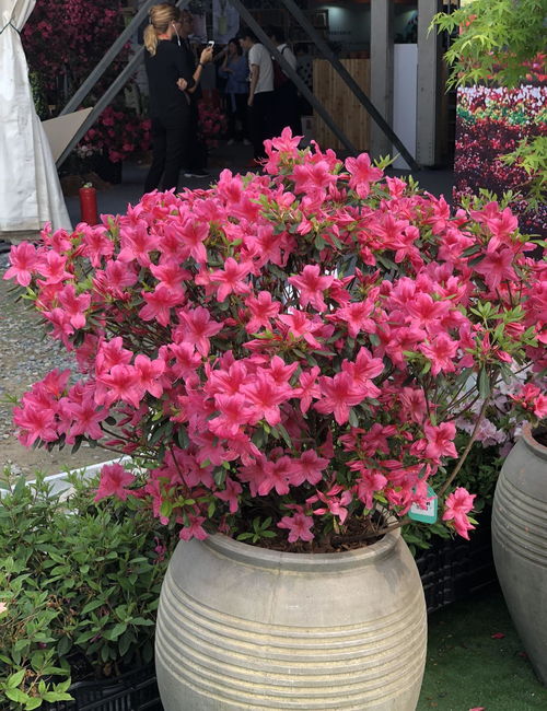 花园里有哪些花？不同季节适合种植的花卉清单