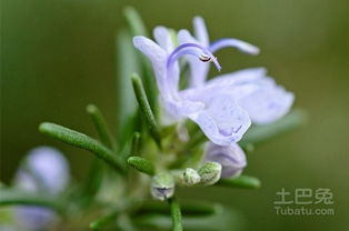 迷迭香花语：坚韧不拔