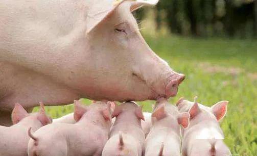 实施母猪繁育补贴，每头母猪补贴百元