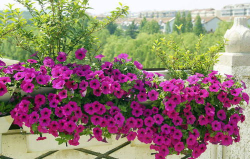 一年生绿化花卉品种推荐：凤仙花的魅力