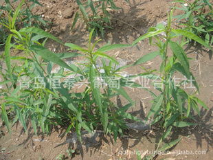 网上购树苗移栽技巧：确保成活率的必备指南