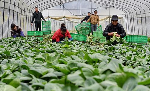 上海青种植最佳月份是什么？如何运用高产栽培技巧提高上海青产量