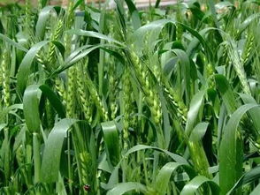 平安间隔期，是啥意思？