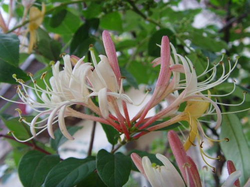 铁筷子花：雪地里的坚强战士