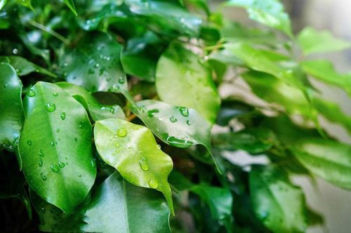 “防辐射植物有哪些？这7种植物你一定要了解