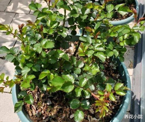 杜鹃花苞初现时如何施肥？杜鹃开花期间适宜使用哪种肥料