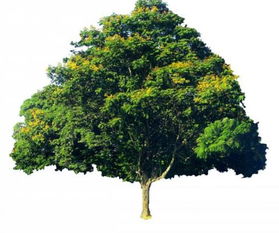 补种技术突破， 打破种植难题