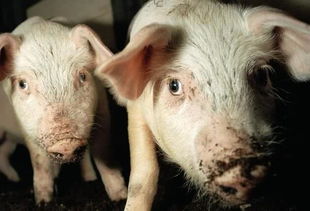 如何准确区分育肥猪胃溃疡与回肠炎