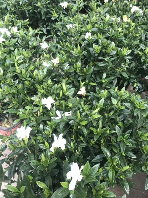 栀子花苗的价格揭秘：小叶与中叶的差别
